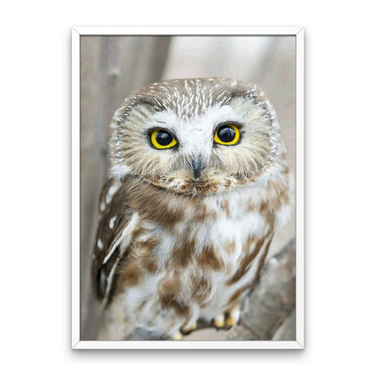 Owl Portrait - Diamond Painting Kit